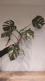 Monstera Variegata, Huis en Inrichting, Ophalen, Overige soorten, Halfschaduw, Minder dan 100 cm