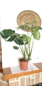 AV. PLANTE Monstera deliciosa H. 70 CM . 15 €, Plante verte, Enlèvement, Autres espèces, Moins de 100 cm
