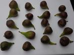 figues fraîches du jardin : 300 gr (5 figues) / 2,50 €, Tuin en Terras, Planten | Fruitbomen, Ophalen, Minder dan 100 cm, Volle zon