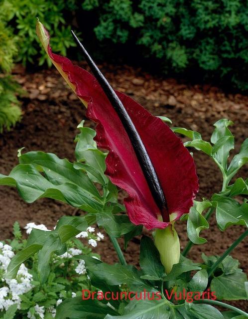 Dracunculus vulgaris, zeer speciale plant., Tuin en Terras, Planten | Tuinplanten, Vaste plant, Volle zon, Zomer, Ophalen