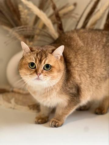 Britse korthaar poes beschikbaar voor biedingen