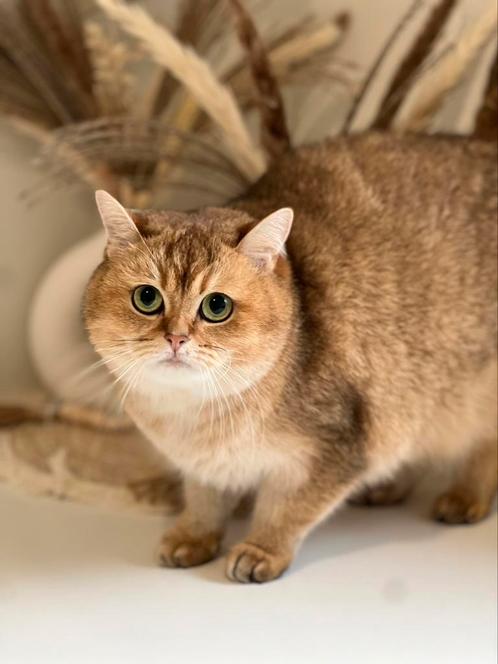 Britse korthaar poes, Dieren en Toebehoren, Katten en Kittens | Raskatten | Korthaar, Poes, 3 tot 5 jaar, Met stamboom, Gechipt