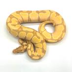 Python Regius - Banana morphs, Slang, Tam