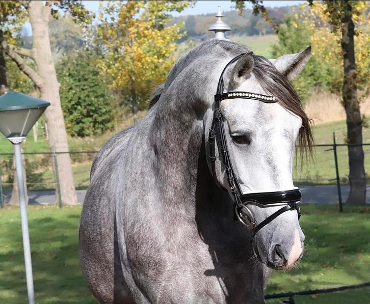 Super gave lieve pre andalusier ruin, Dieren en Toebehoren, Paarden, Ruin, B, 160 tot 165 cm, 3 tot 6 jaar, Dressuurpaard, Met stamboom
