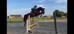 Trainingstal aangeboden, Dieren en Toebehoren