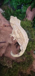 Wimpergekko man lilly white, Dieren en Toebehoren, Reptielen en Amfibieën, Hagedis, Tam, 3 tot 6 jaar