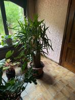 Yucca, Enlèvement, Yucca