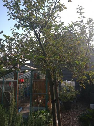 Appelboom  beschikbaar voor biedingen