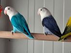 Kweekkoppel fischerie, Meerdere dieren, Dwergpapegaai of Agapornis, Geringd