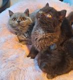 Britse korthaar kittens met stamboom, Meerdere dieren, 0 tot 2 jaar, Gechipt