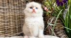 Fantastisch mooie lieve ragdoll kitten, uit top bloedlijnen!, Animaux & Accessoires, Chats & Chatons | Chats de race | Poil long
