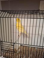 Kanarie te koop - 3 koppels en 2 mannen zie beschrijvin, Dieren en Toebehoren, Vogels | Kanaries