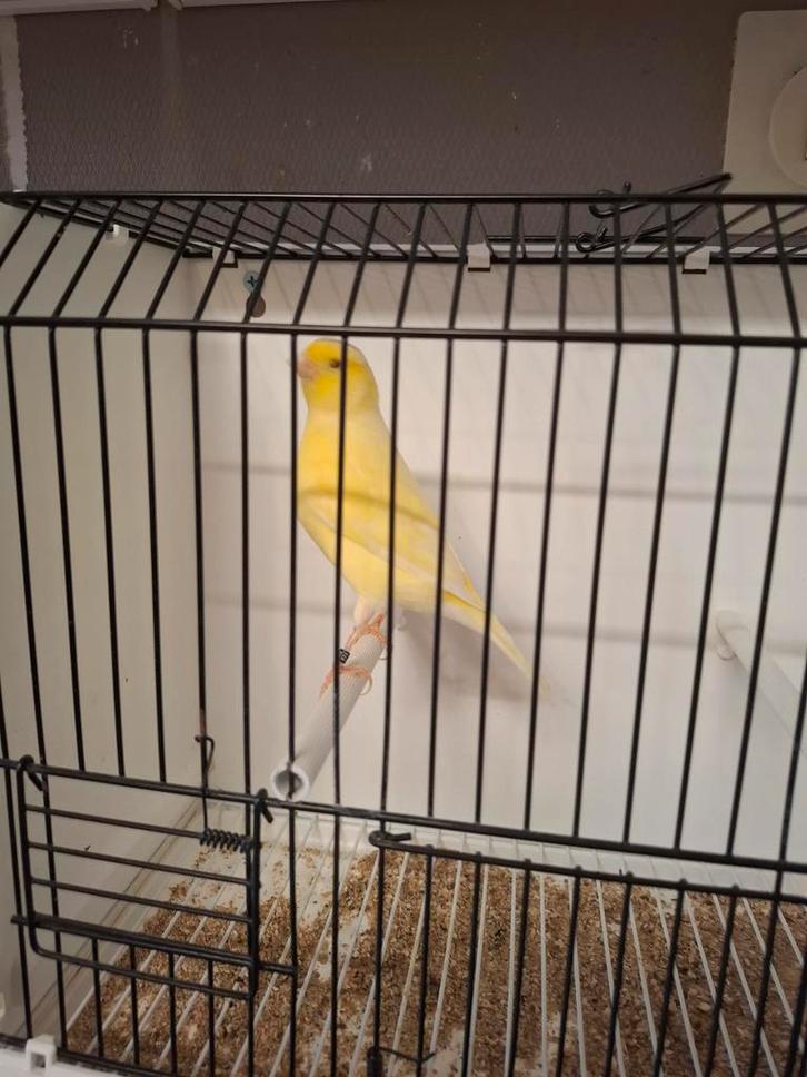 Kanarie te koop - 3 koppels en 2 mannen zie beschrijvin, Dieren en Toebehoren, Vogels | Kanaries