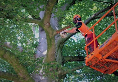 Snoeien van bomen en brandhout, Jardin & Terrasse, Bois de chauffage, Enlèvement ou Envoi