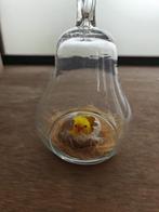 Glazen Vaas in vorm van flespompoen, Huis en Inrichting, Ophalen, Overige kleuren, Minder dan 50 cm, Glas