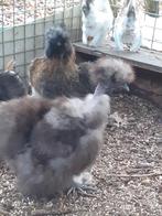 Showgirl hennetje, Dieren en Toebehoren