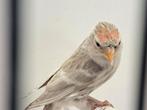 3 kleine agaat barmsijsen mannetjes, Dieren en Toebehoren, Vogels | Overige Vogels, Mannelijk, Wildzangvogel, Geringd