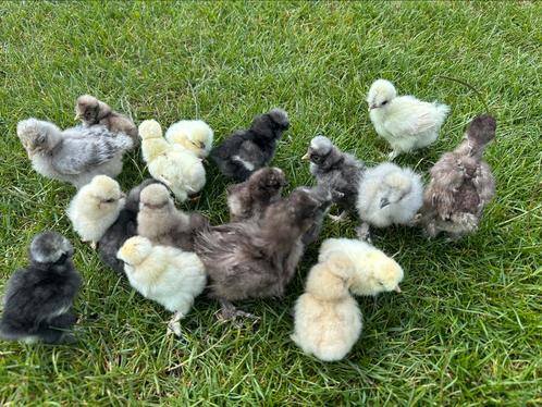 Eendags kuikens zijdehoen usa, Dieren en Toebehoren, Pluimvee, Kip, Geslacht onbekend