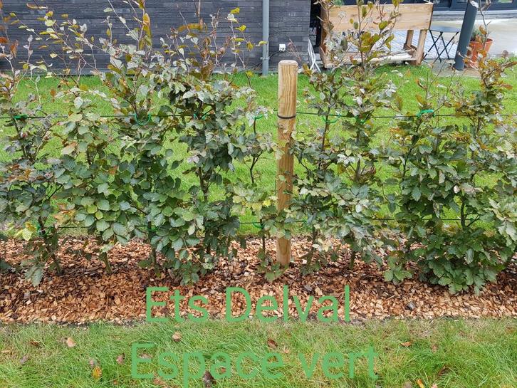 Entretien et Création d'espace vert, Tuin en Terras, Planten | Struiken en Hagen, Haag