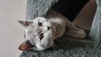 Laatste Britse Korthaar Kitten, Dieren en Toebehoren, Katten en Kittens | Raskatten | Korthaar, Poes, Gechipt, 0 tot 2 jaar