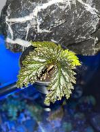 Begonia sp Yamor, Ophalen of Verzenden