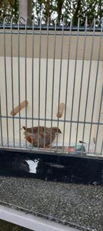 Chinese dwergkwartel