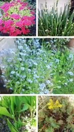Echange ou vend 15 pots de plante vivace, Ophalen, Vaste plant