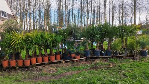 Palmier Trachycarpus fortunei, Jardin & Terrasse, Plantes | Jardin, Enlèvement ou Envoi