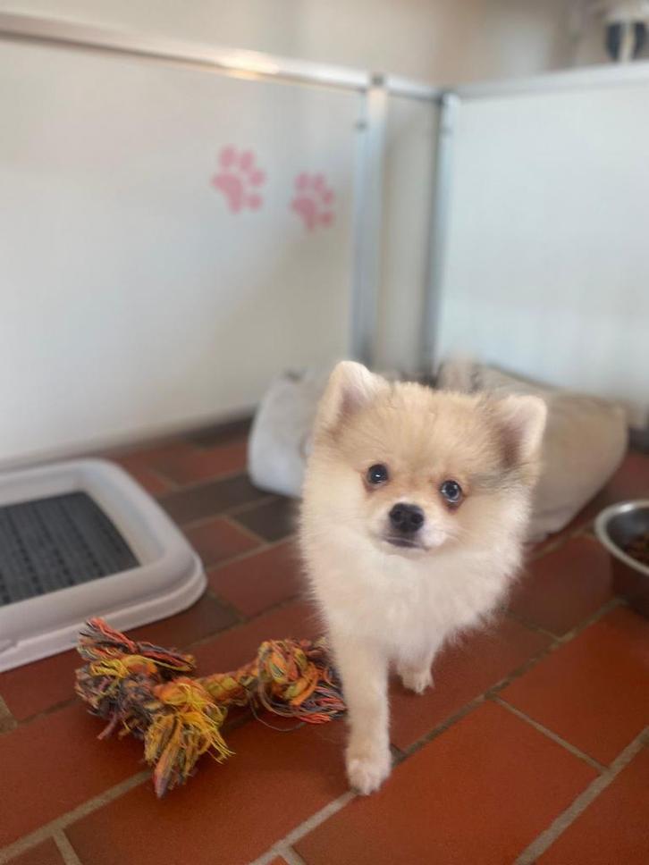 Prachtige pups 2 teefjes en 1 reutje, Dieren en Toebehoren, Honden | Poolhonden, Keeshonden en Oertypen, Meerdere dieren, Keeshond