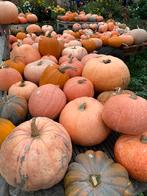 Mooi pompoenen alle maten, Diversen, Levensmiddelen, Ophalen