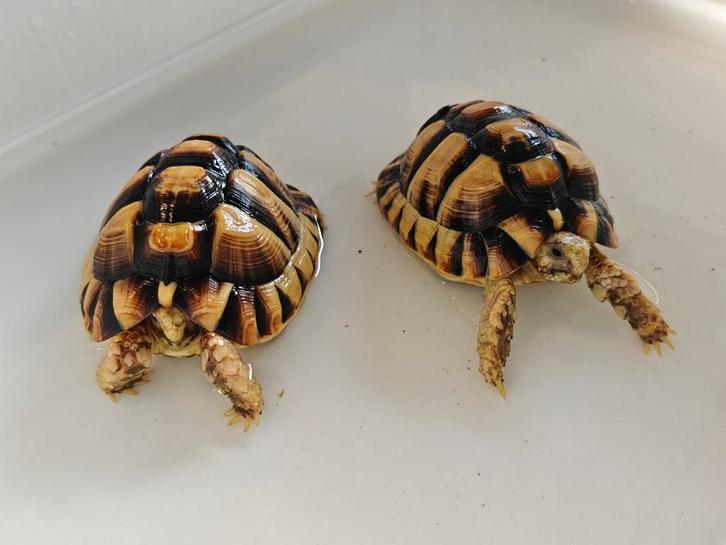 Testudo Kleinmanni van 2022, Dieren en Toebehoren, Reptielen en Amfibieën, Schildpad, 3 tot 6 jaar