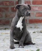 Amerikaanse Stafford pup, Dieren en Toebehoren, Honden | Jack Russells en Terriërs, België, Reu, CDV (hondenziekte), 8 tot 15 weken