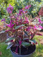 Tradescantia nanouk, Ophalen, Zomer, Halfschaduw