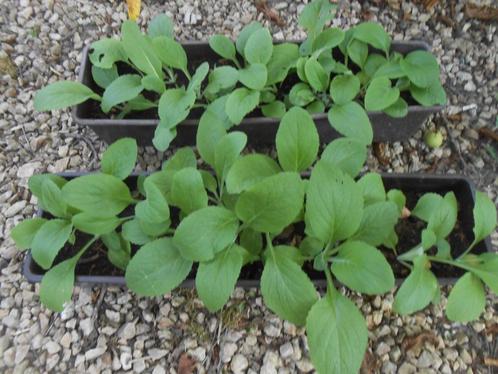 Stekken van vingerhoedskruid, Tuin en Terras, Planten | Tuinplanten, Tweejarig, Overige soorten, Volle zon, Zomer, Ophalen