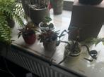 4 jonge plantjes met potjes, Huis en Inrichting, Ophalen of Verzenden