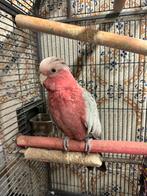 Rosalbin-papegaai, Dieren en Toebehoren, Vogels | Hokken en Kooien