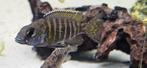 Aulonocara stuartgranti malawicichliden hobbykweek, Vis, Zoetwatervis