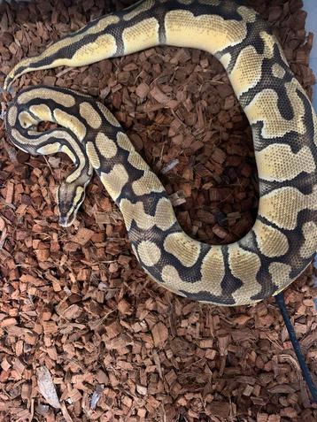 0.1 Pastel Enchi 66% het clown 66% het ghost beschikbaar voor biedingen