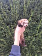 Speelse & tamme fretjes beschikbaar, Dieren en Toebehoren, Fret, Juni, Meerdere dieren, Tam