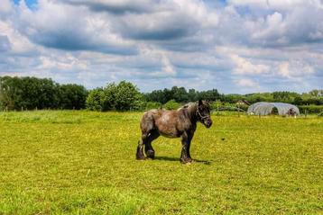 Cheval de trait, Jument, Non dressé, Vermifugé
