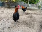 Marans hanen, Mannelijk, Kip