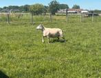 Scheren van schapen/alpacas/ lama’s, Dieren en Toebehoren, Schapen, Geiten en Varkens, Schaap