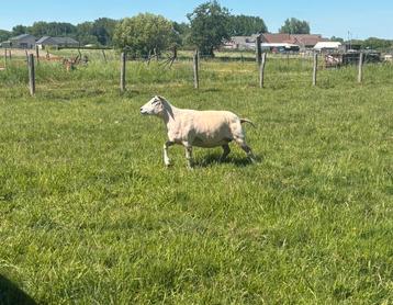 Scheren van schapen/alpacas/ lama’s  beschikbaar voor biedingen