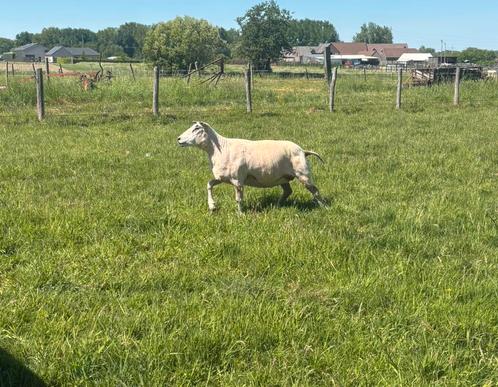 Scheren van schapen/alpacas/ lama’s, Dieren en Toebehoren, Schapen, Geiten en Varkens, Schaap