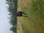 D pony merrie, Dieren en Toebehoren, Paarden, Merrie