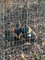 Barnevelder zilver dubbelgezoomd.