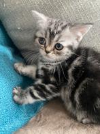 Brits korthaar silver tabby, Dieren en Toebehoren, Katten en Kittens | Raskatten | Korthaar, Kater, Gechipt, 0 tot 2 jaar