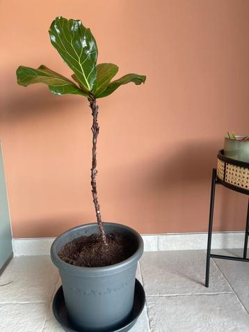 Stek Ficus Lyrata (Tabaksplant) beschikbaar voor biedingen