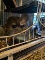 Chinchilla’s te koop, Dieren en Toebehoren, Knaagdieren, Chinchilla