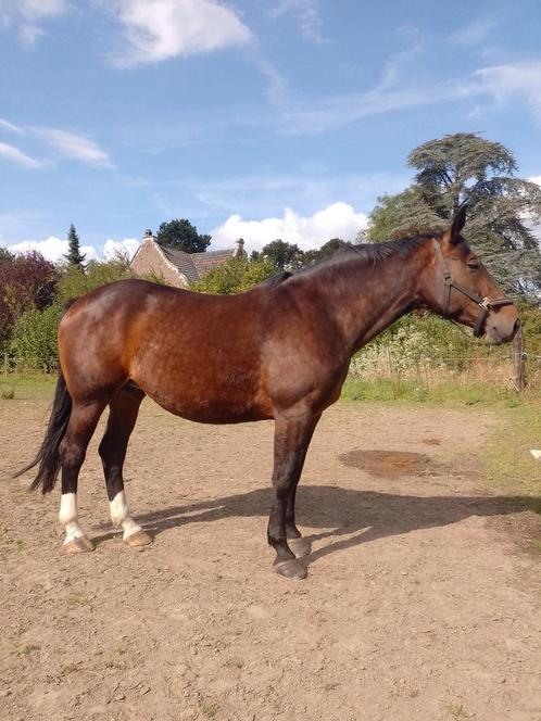 Mooie 13jarige merrie, Dieren en Toebehoren, Paarden, Merrie